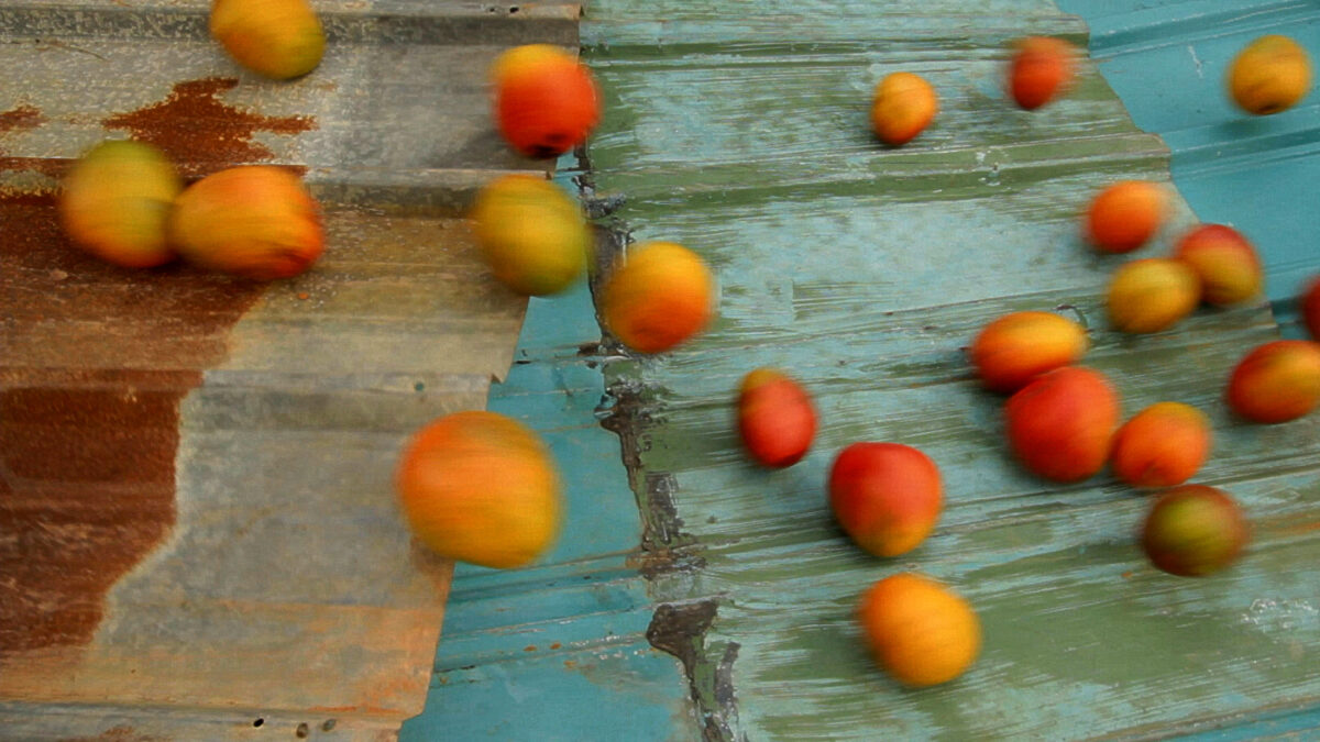 Image of rolling, blurry mangoes on a rusted green, copper roof