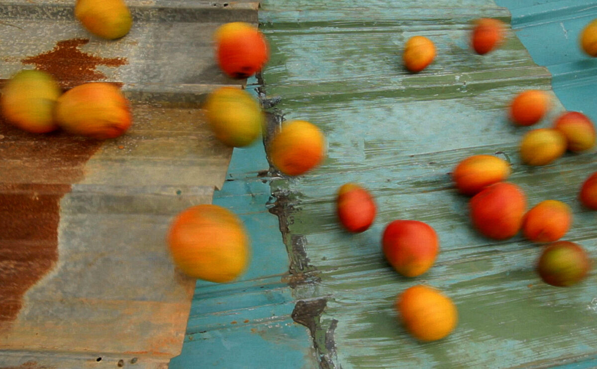 A still or oranges moving.