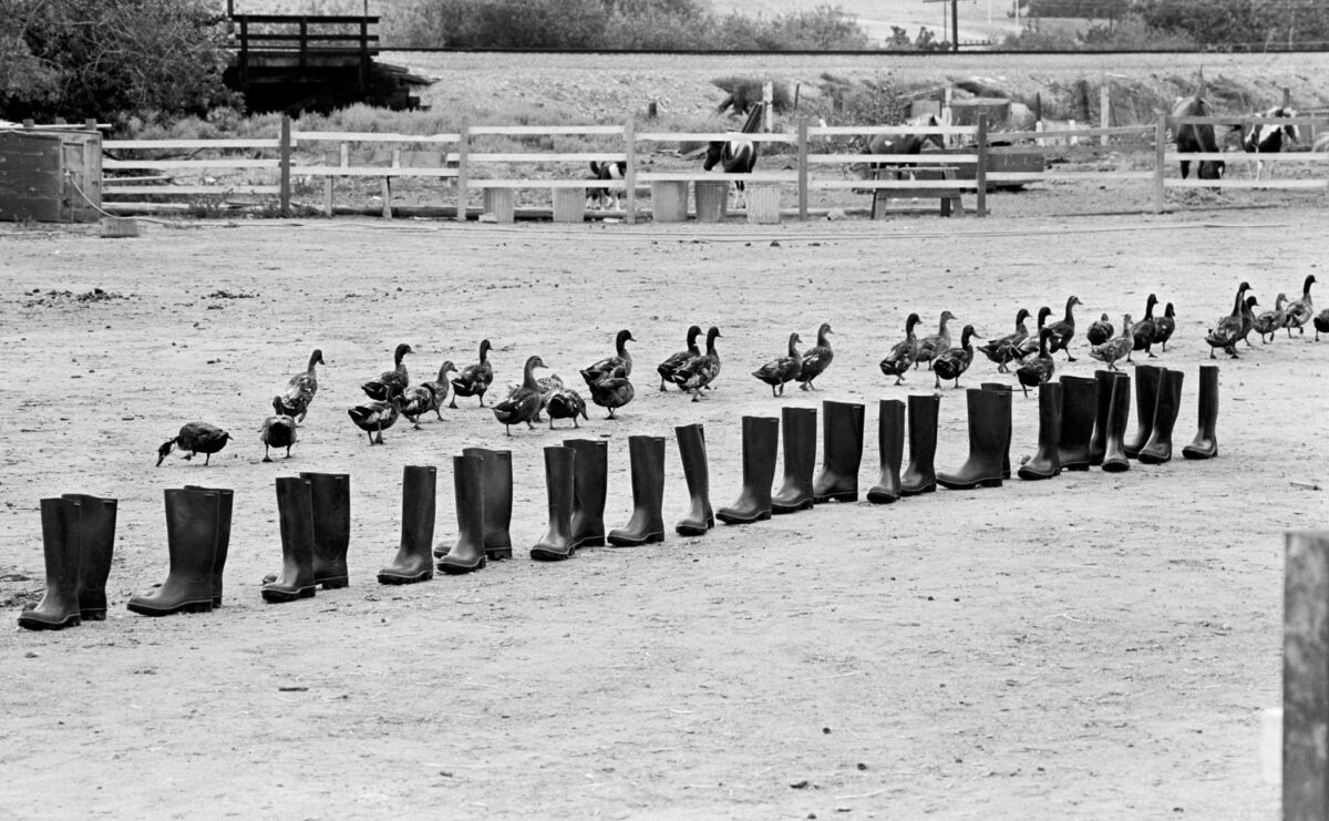 Black and white image of rubber boots staged diagonally from lower left to top right on a rectangular picture. Ducks are walking toward the opposite direction.