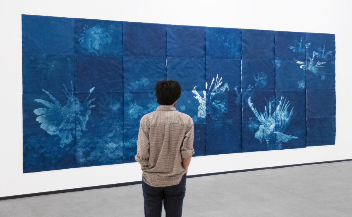 Back of teenager looking at a wall of cyanotype prints on paper