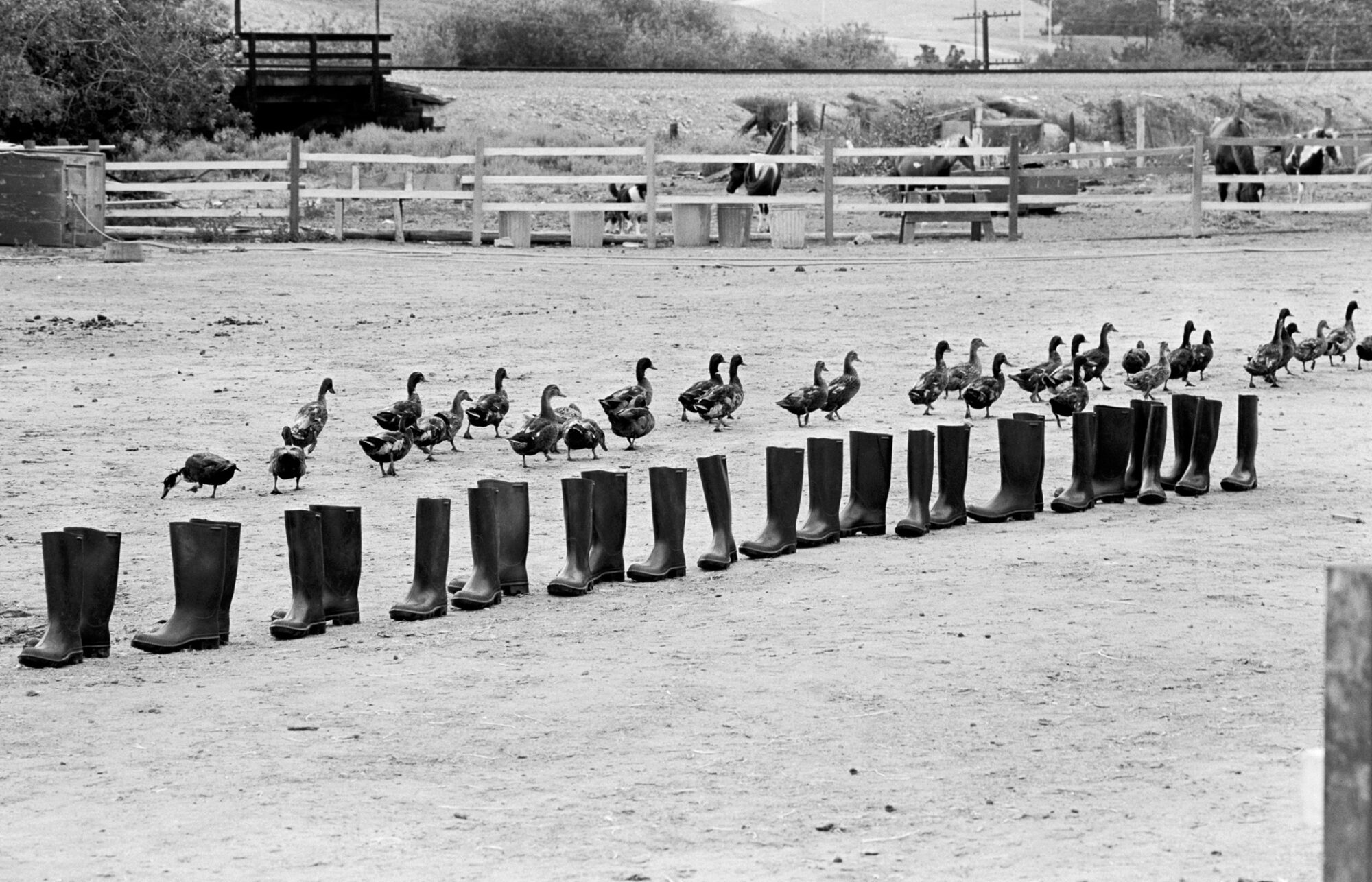 Black and white image of rubber boots staged diagonally from lower left to top right on a rectangular picture. Ducks are walking toward the opposite direction.